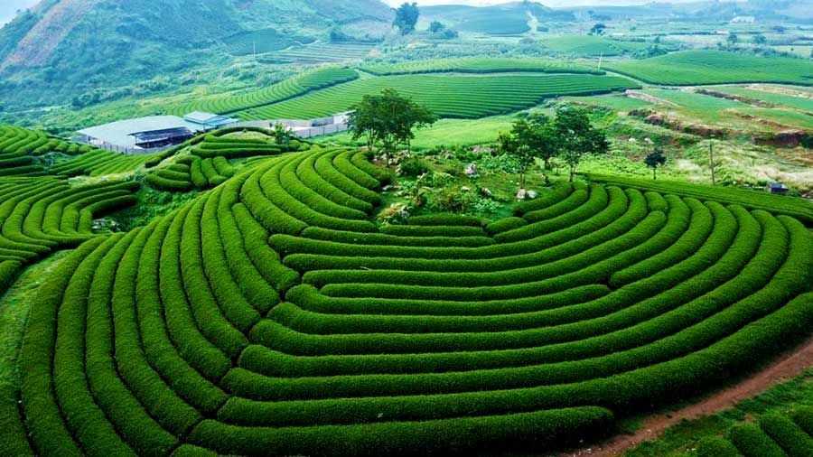 Mộc Châu trên cao