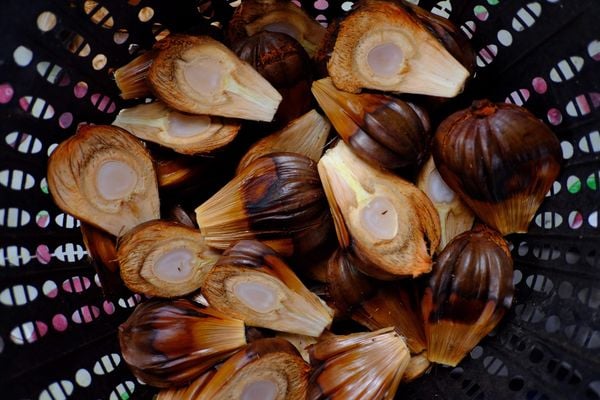 Gợi Ý Các Địa Điểm Du Lịch Phù Hợp Cho Lịch Trình Cần Giờ 2 Ngày 1 Đêm