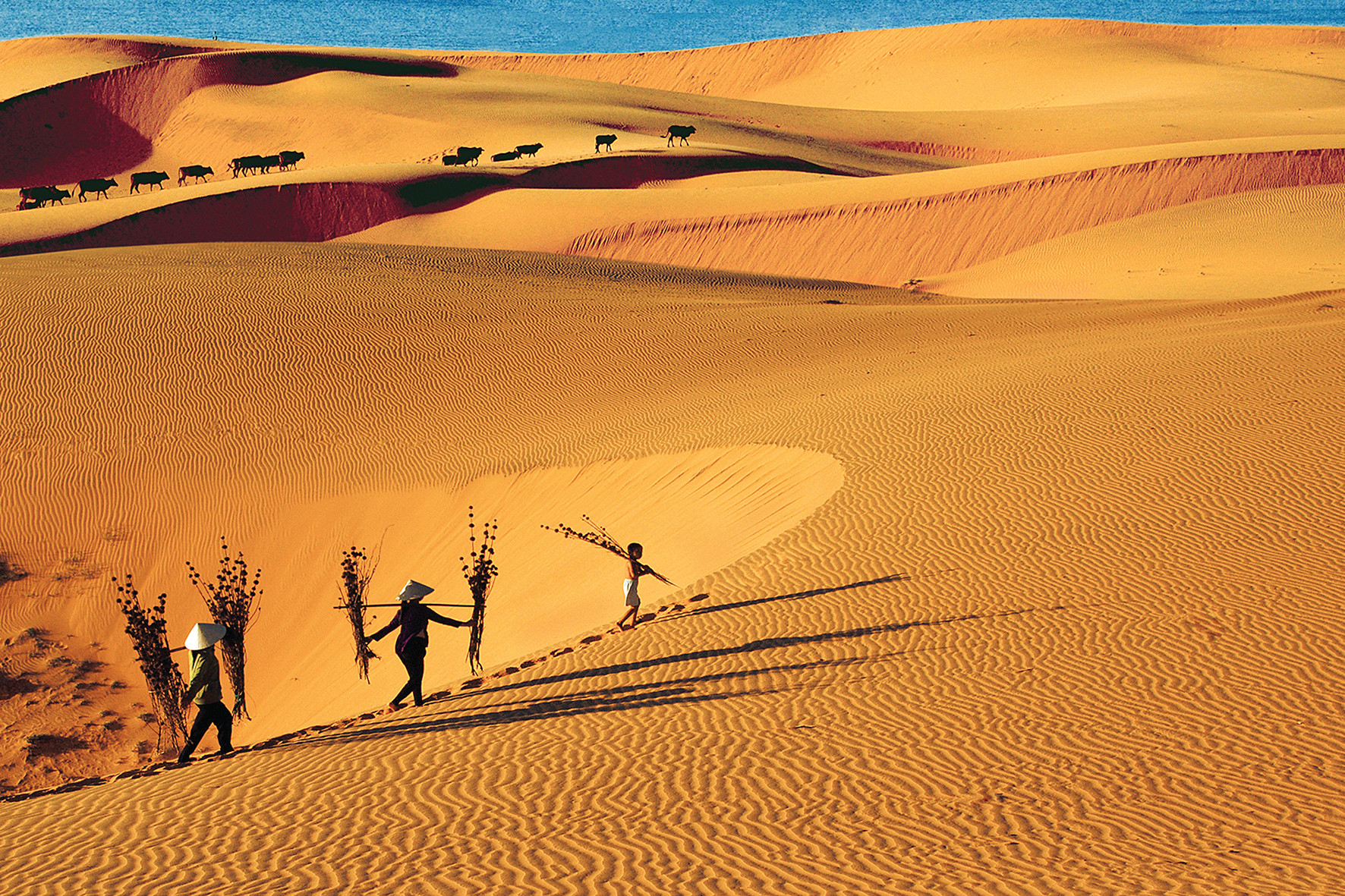 Cập Nhật Chi Tiết Giá Vé Tham Quan Phan Thiết Mới Nhất 2026
